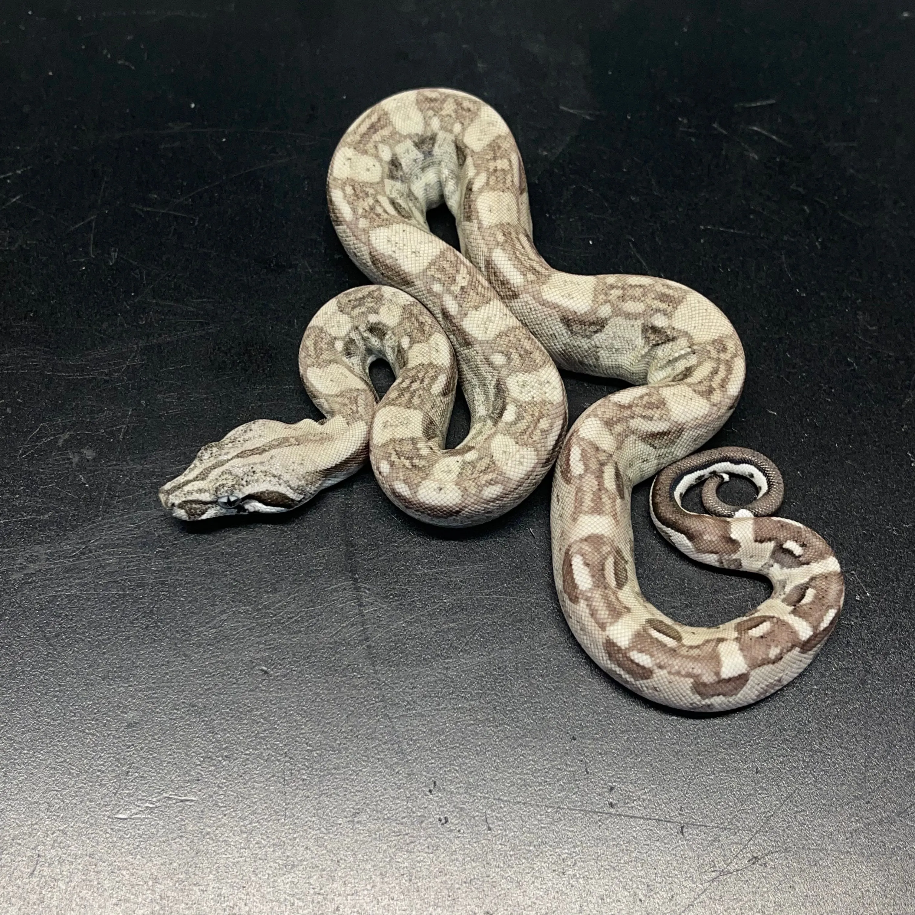 Anery Aztec 66% het Sharp - Male - ID#BC23070